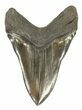 Serrated, Megalodon Tooth - Beautiful Lower #58472-2